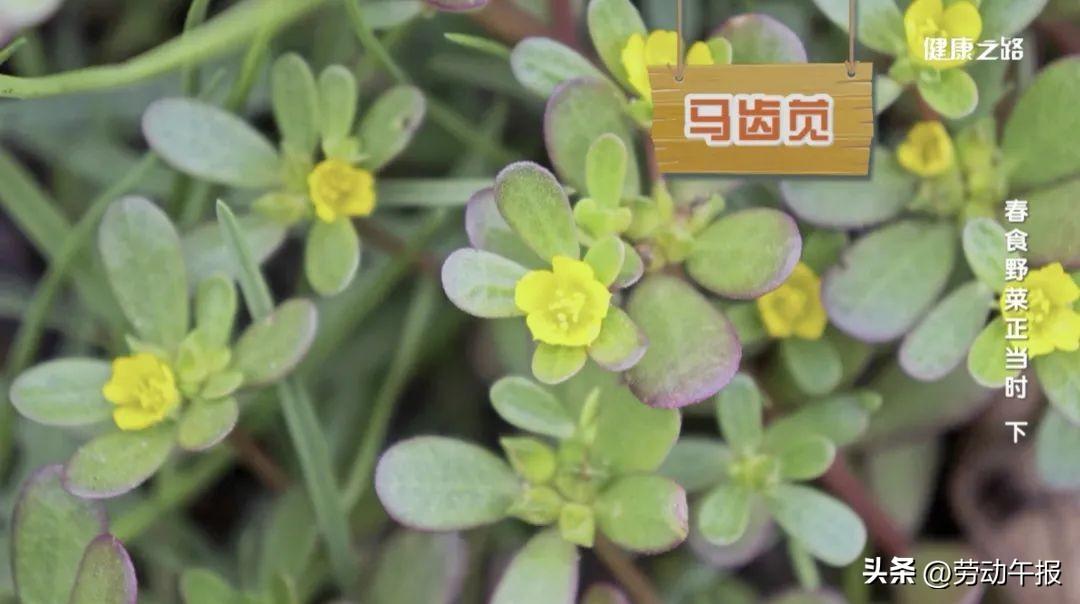 榆钱有哪些吃法？马齿苋好处真不少！请收好这份春食野菜指南(图6)