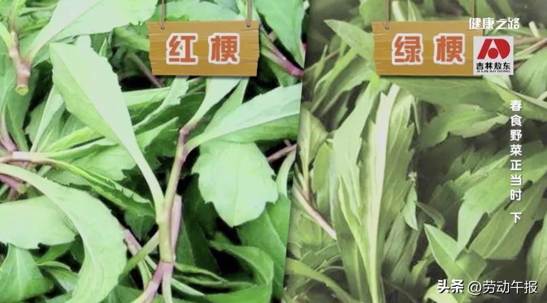 榆钱有哪些吃法？马齿苋好处真不少！请收好这份春食野菜指南(图5)